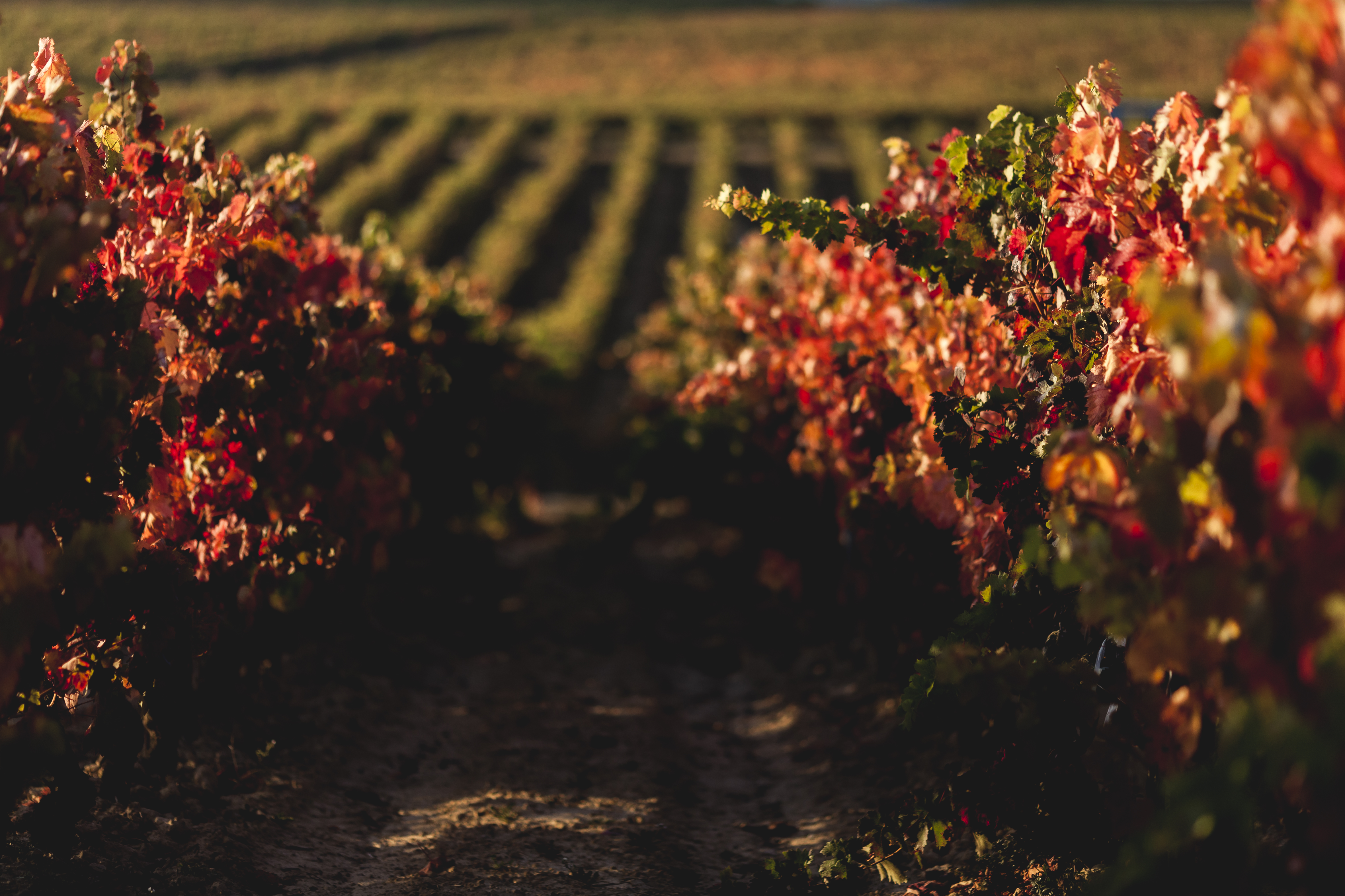 Vineyards of Bodegas Araex