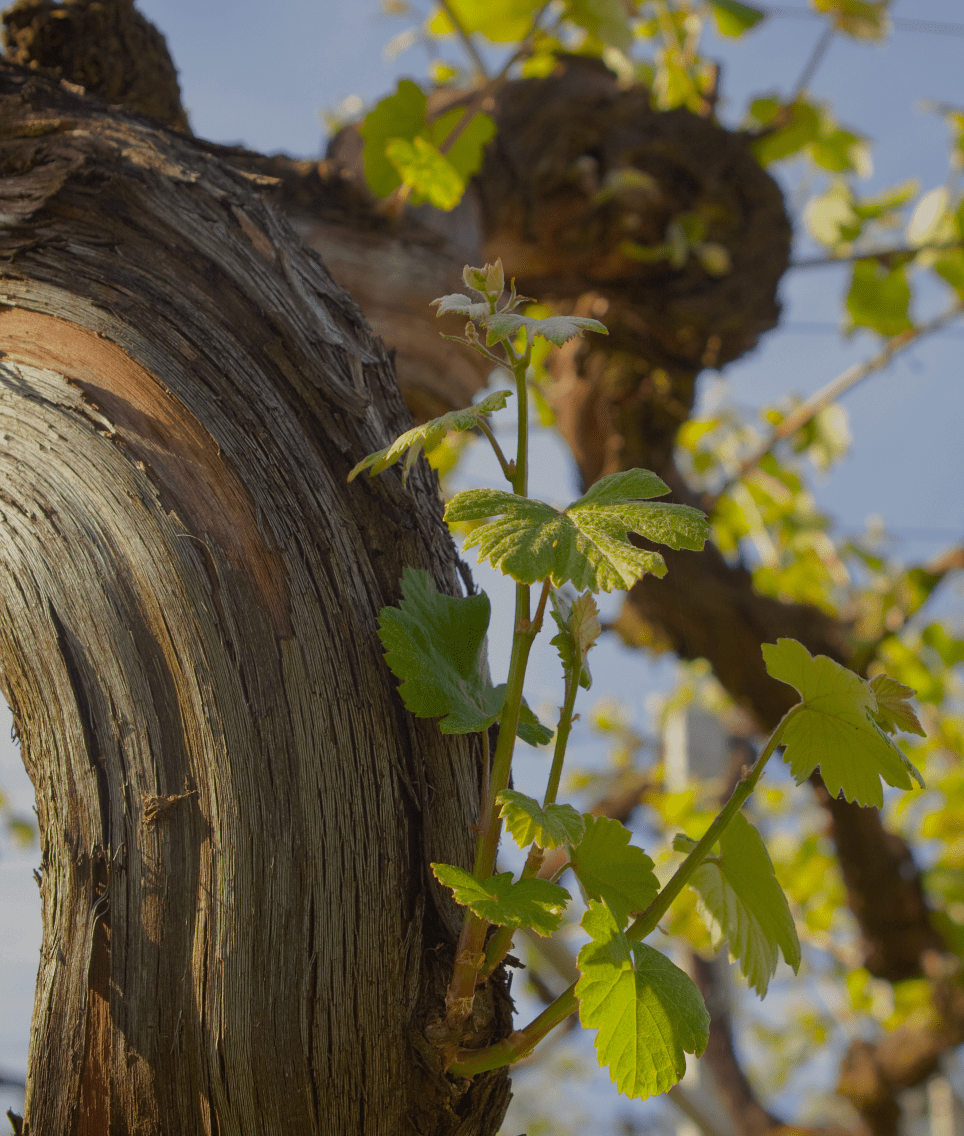 First Stems Emerging From The Vine