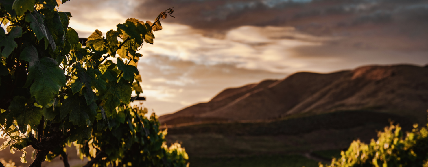 Sunset at the Araex vineyard