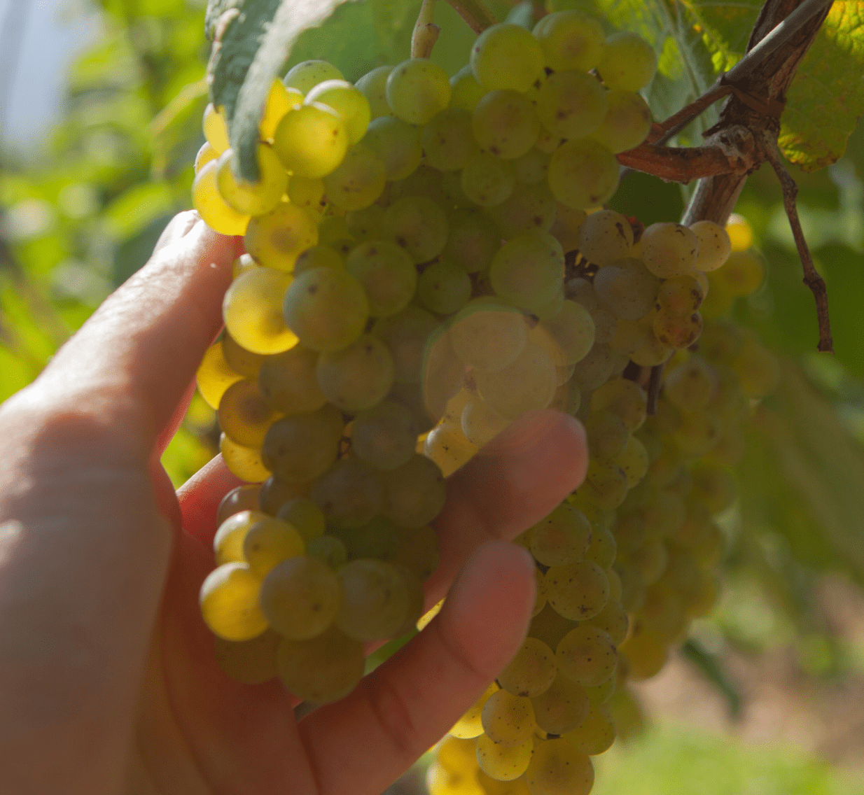 Bunches Of White Grapes